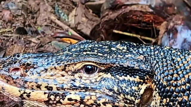 Closeup shot of dangerous Asian Water Monitor Lizard in Koggala, Sri Lanka.