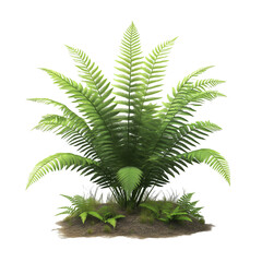 tropical plant in the pot isolated on white background