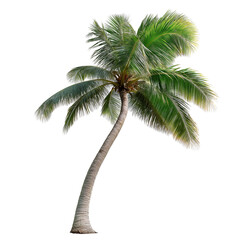tropical tree isolated on a white background