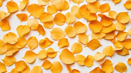 A vibrant scatter of yellow flower petals on a white background, creating a cheerful and warm aesthetic.