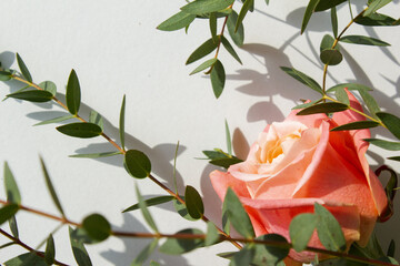 Eucalyptus pablo and pink roses.
