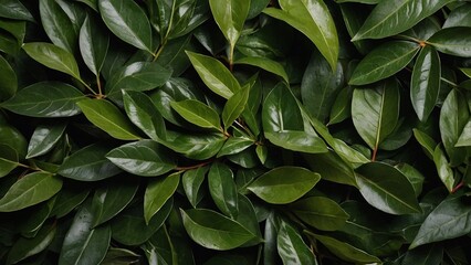 Vibrant green bay leaves background for natural design and decoration