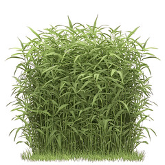 Obraz premium Dense clump of tall slender green leaves and stalks forming a textured natural bush on a white background.