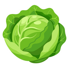 cabbage no background