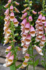 Pink and Yellow Foxgloves © Ivy