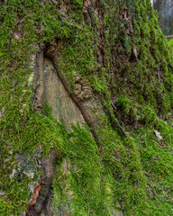 Moss on Rock. Moss growing on a rock, ideal for backgrounds, nature themes, texture themes.

