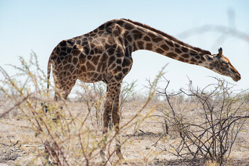 big giraffe in desert