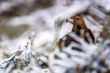male golden eagle (Aquila chrysaetos) in the winter forest