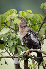 The anhinga, Anhinga anhinga, snakebird, darter, American darter, water turkey