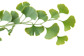 Ginkgo biloba green leaves placed on white or transparent background