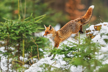 male red fox (Vulpes vulpes) jump from a stump in the snow