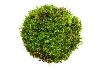 Green moss piece on white or transparent background, top view