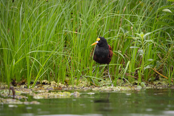The northern jacana, Jacana spinosa is a wader, member of group of wetland birds