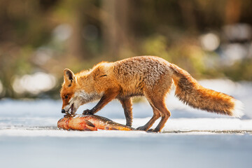 male red fox (Vulpes vulpes) pulling a fish across a lake of ice