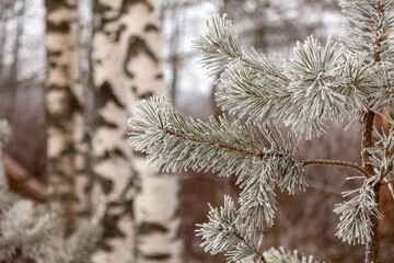 Frosted pine branches on a blurred background