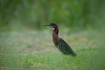 The green heron, Butorides virescens, is a small heron of Central America.