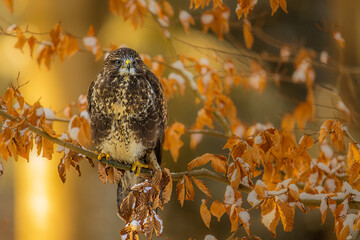 common buzzard (Buteo buteo) as a photogenic object