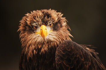 Fototapeta premium White-tailed eagle (Haliaeetus albicilla) nice portrait with dark background