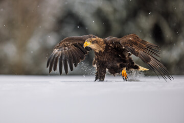White-tailed eagle (Haliaeetus albicilla) running in the snow in the snowfall