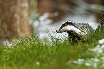 European badger (Meles meles) in the forest with snow © michal