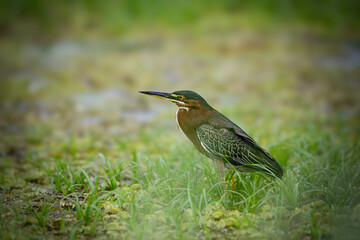 The green heron, Butorides virescens, is a small heron of Central America.