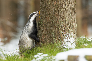 European badger (Meles meles) climbing a tree © michal