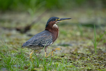 The green heron, Butorides virescens, is a small heron of Central America.