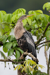 The anhinga, Anhinga anhinga, snakebird, darter, American darter, water turkey