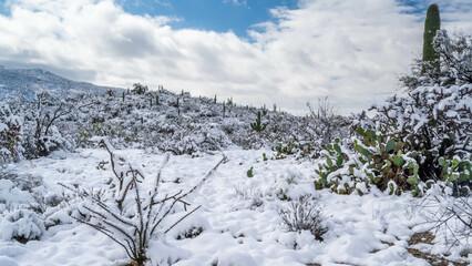 Snow Capped Serenity in Saguaro National Park, Arizona