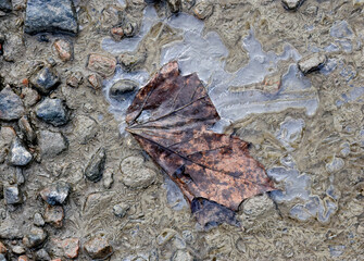 Maple leaf on the icy and muddy ground