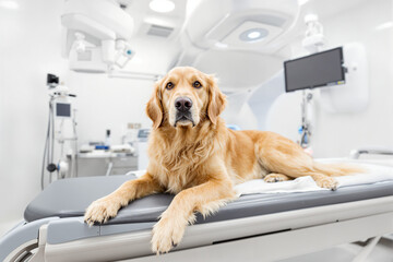 Golden Retriever lying on examination table in veterinary clinic with advanced medical equipment.