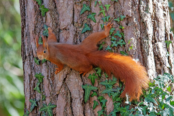Red squirrel on a tree in the forest. Shallow depth of field.
