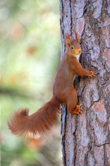 Red squirrel on a tree in the forest. Shallow depth of field.