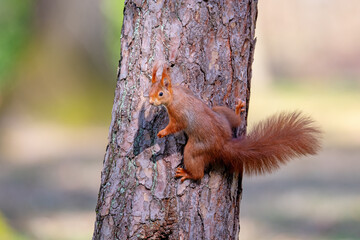 Red squirrel on a tree in the forest. Shallow depth of field.
