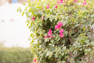 Lush bougainvillea with bright pink flowers thriving in Palm Springs