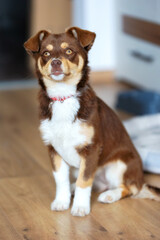 Brown mutt mix breed puppy dog sitting in the room