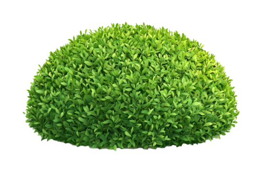 rounded topiary-style bush with precisely trimmed edges, rich green color, isolated on white
