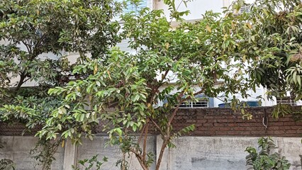 fresh guava plants with vibrant green leaves healthy growth and ripe fruit ready for harvest ideal...