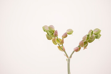 Delicate desert succulent with soft hues against a minimal background