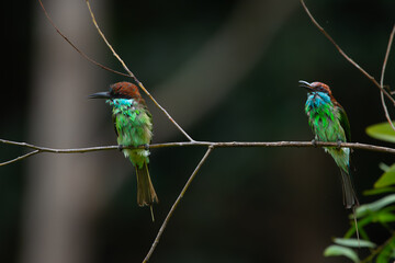 A pair of blue-throated bee-eater (Merops viridis) drying up its body, after bathing in a lake, visible water splashes, natural bokeh background	