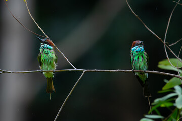 A pair of blue-throated bee-eater (Merops viridis) drying up its body, after bathing in a lake,...
