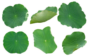 Fresh Lotus Leaves. Lotus leafs or Green Lotus Leaves Isolated. Png transparency