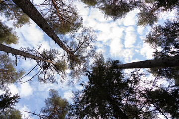 Looking Up at Tall Trees and Blue Skies in Forest