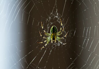 Orb-Weaver Spider on Web at Night