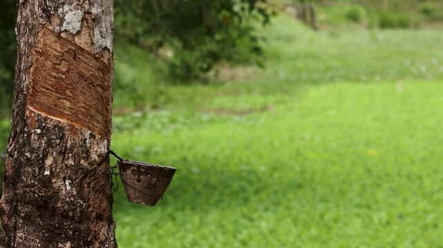 Rubber Tapping in Thai Plantation