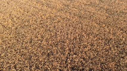 Sunlit wheat field with golden ears of grain