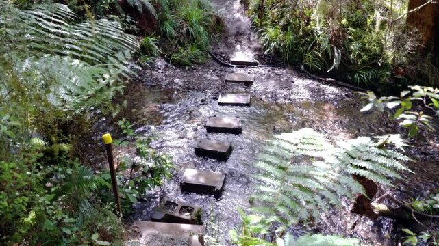 Stepstones in Small River in Deep Rainforest - New Zealand Nature Scene