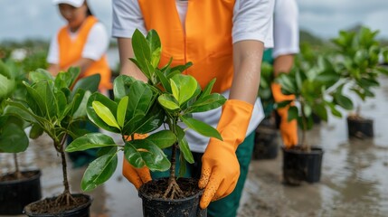 Fototapeta premium Volunteers plant young trees to restore the environment and promote sustainability in a community initiative.