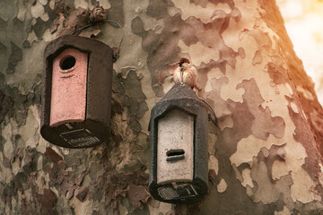 Tree trunk with two birdhouses and bird