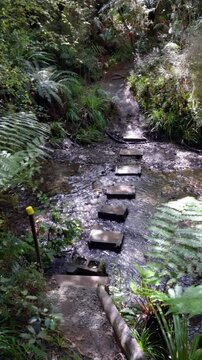 Stepstones in Small River in Deep Rainforest - New Zealand Nature Scene